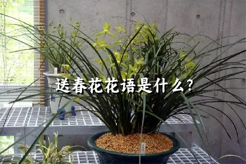 送春花花语是什么？