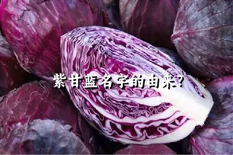 紫甘蓝名字的由来？