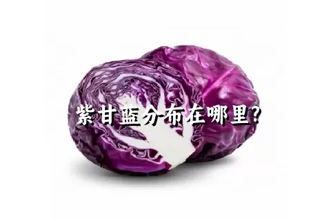 紫甘蓝分布在哪里?