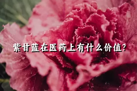 紫甘蓝在医药上有什么价值？