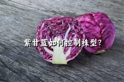 紫甘蓝如何控制株型？