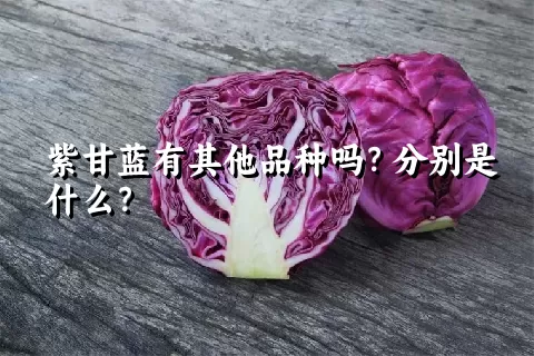 紫甘蓝有其他品种吗？分别是什么？