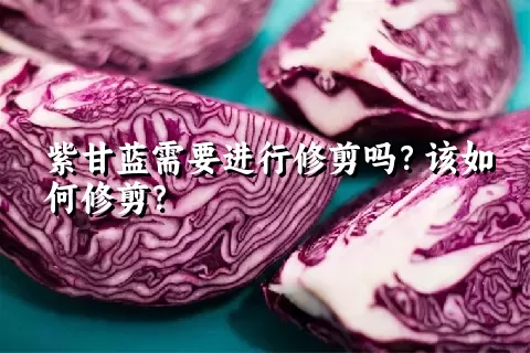 紫甘蓝需要进行修剪吗？该如何修剪？