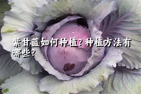 紫甘蓝如何种植？种植方法有哪些？