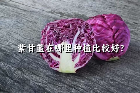 紫甘蓝在哪里种植比较好？