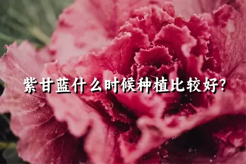 紫甘蓝什么时候种植比较好？