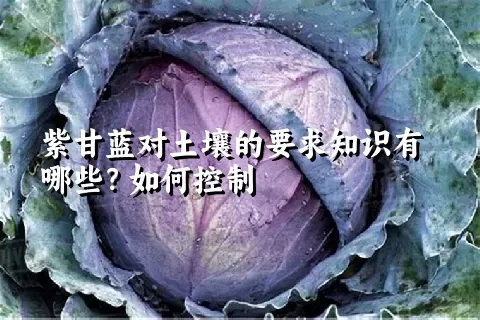 紫甘蓝对土壤的要求知识有哪些？如何控制