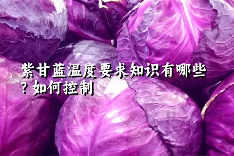 紫甘蓝温度要求知识有哪些？如何控制