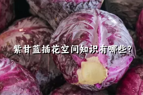 紫甘蓝插花空间知识有哪些？