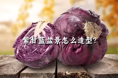 紫甘蓝盆景怎么造型？