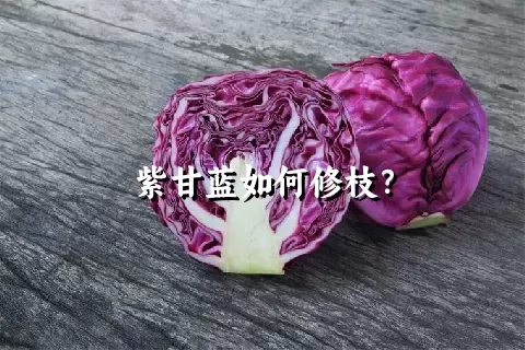 紫甘蓝如何修枝？