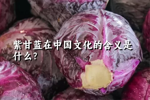 紫甘蓝在中国文化的含义是什么？