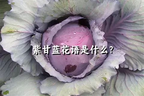 紫甘蓝花语是什么？