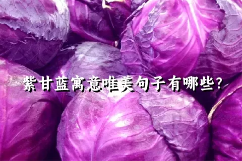 紫甘蓝寓意唯美句子有哪些？