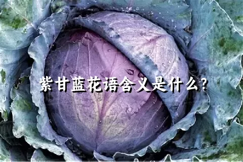 紫甘蓝花语含义是什么？