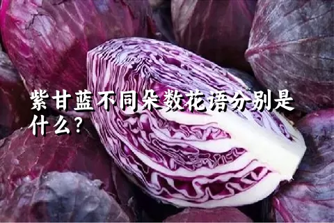 紫甘蓝不同朵数花语分别是什么？