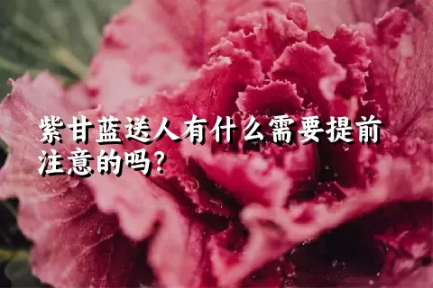 紫甘蓝送人有什么需要提前注意的吗？