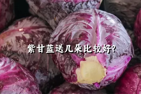 紫甘蓝送几朵比较好？