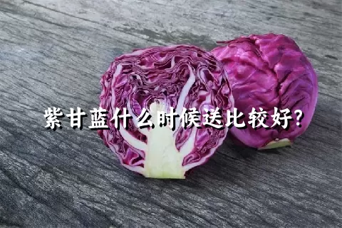 紫甘蓝什么时候送比较好？