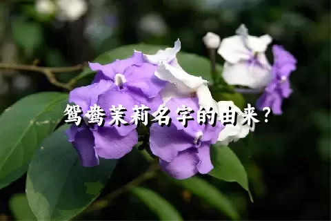 鸳鸯茉莉名字的由来？