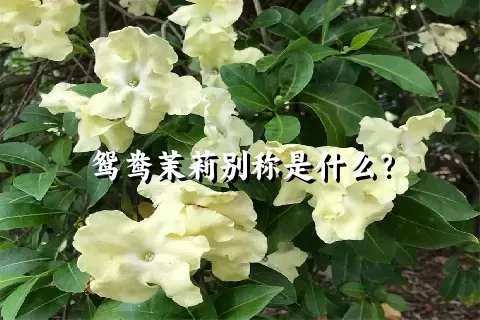 鸳鸯茉莉别称是什么？