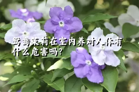 鸳鸯茉莉在室内养对人体有什么危害吗？