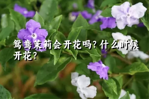 鸳鸯茉莉会开花吗？什么时候开花？