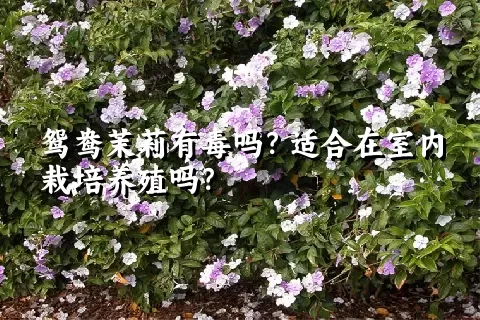 鸳鸯茉莉有毒吗？适合在室内栽培养殖吗？