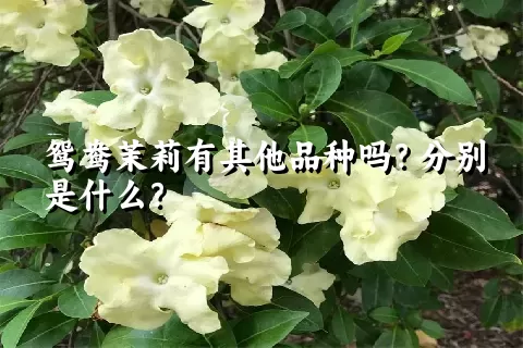 鸳鸯茉莉有其他品种吗？分别是什么？