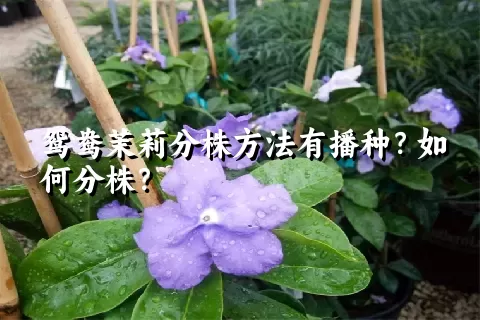 鸳鸯茉莉分株方法有播种？如何分株？