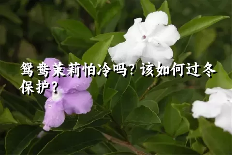 鸳鸯茉莉怕冷吗？该如何过冬保护？