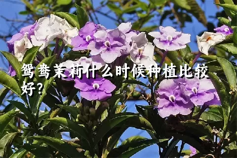 鸳鸯茉莉什么时候种植比较好？