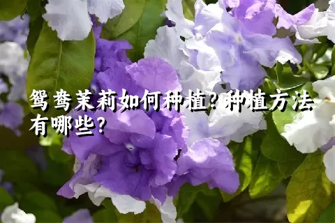 鸳鸯茉莉如何种植？种植方法有哪些？