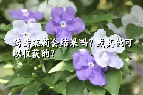 鸳鸯茉莉会结果吗？或其他可以收获的？