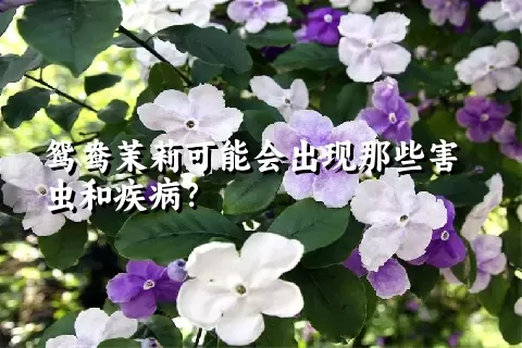 鸳鸯茉莉可能会出现那些害虫和疾病？