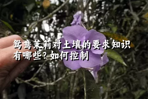 鸳鸯茉莉对土壤的要求知识有哪些？如何控制