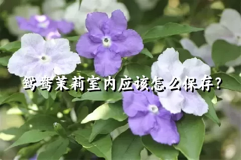 鸳鸯茉莉室内应该怎么保存？