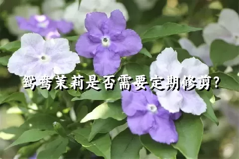 鸳鸯茉莉是否需要定期修剪？