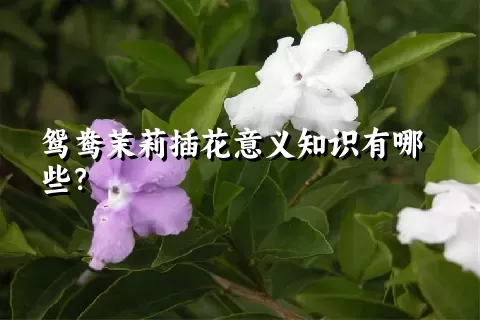 鸳鸯茉莉插花意义知识有哪些？