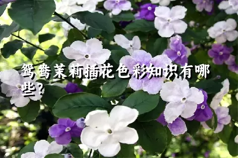 鸳鸯茉莉插花色彩知识有哪些？