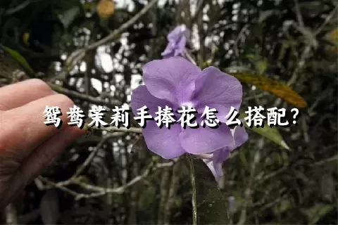 鸳鸯茉莉手捧花怎么搭配？