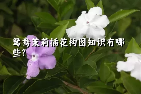 鸳鸯茉莉插花构图知识有哪些？