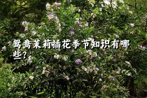 鸳鸯茉莉插花季节知识有哪些？