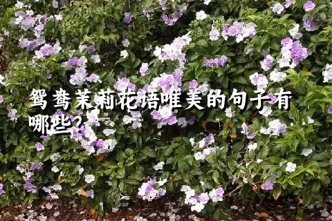 鸳鸯茉莉花语唯美的句子有哪些？