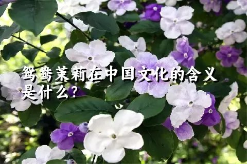 鸳鸯茉莉在中国文化的含义是什么？