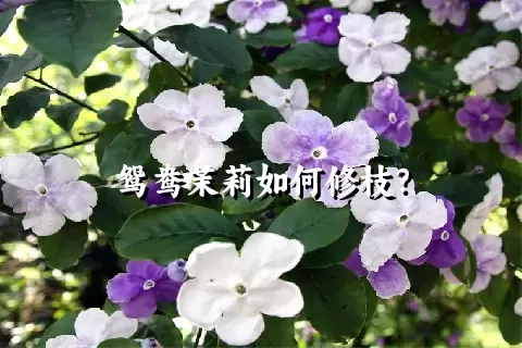 鸳鸯茉莉如何修枝？