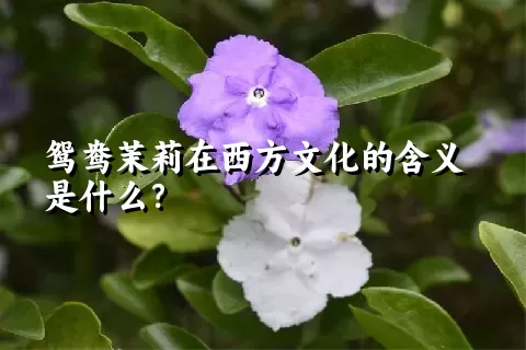 鸳鸯茉莉在西方文化的含义是什么？