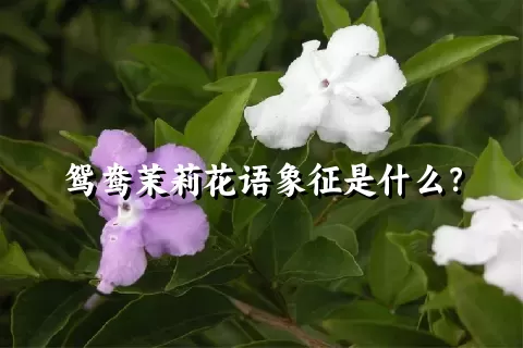 鸳鸯茉莉花语象征是什么？