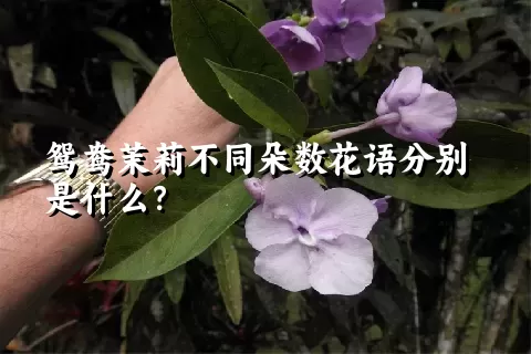 鸳鸯茉莉不同朵数花语分别是什么？