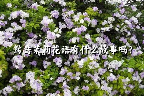 鸳鸯茉莉花语有什么故事吗？